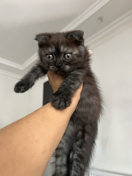 Котик шиншила вислоушка