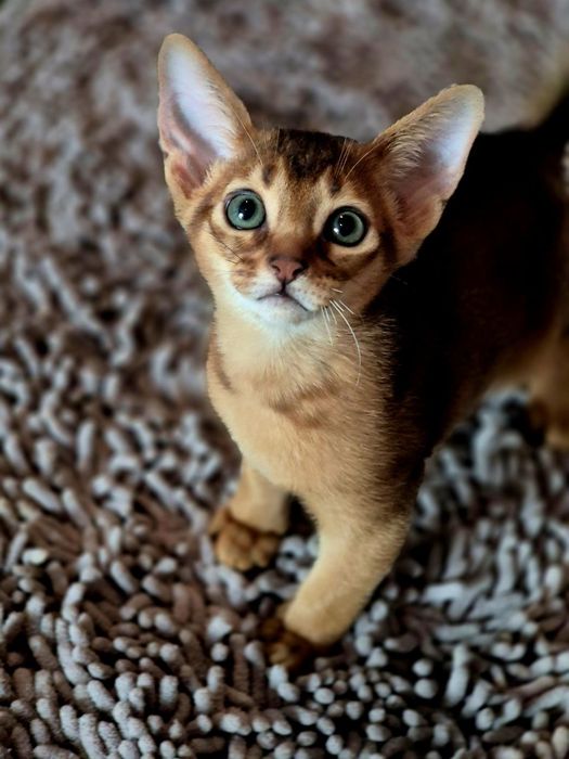 Абиссинский котик