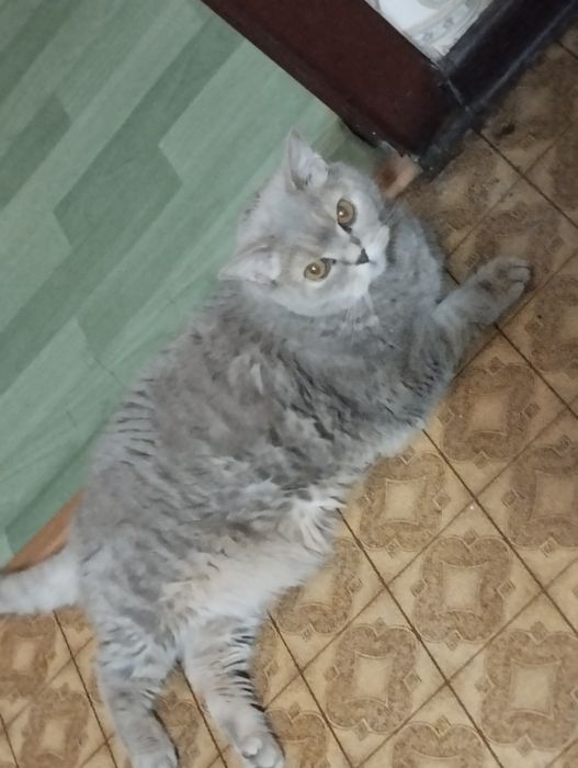 Кот британец отдам только в добрые руки