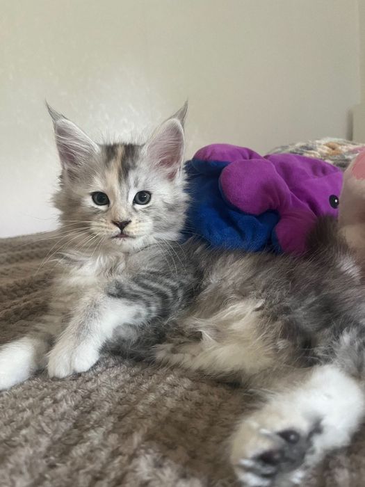 Котенца Мейн Куун