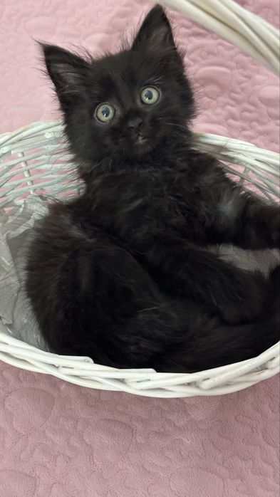 Котенок 2 месяца  отдам даром !