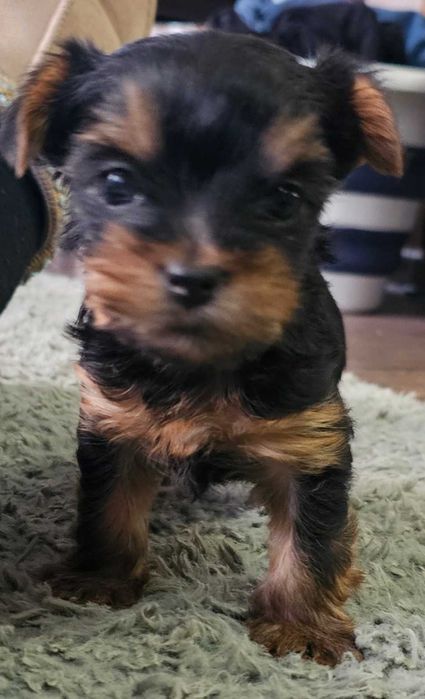 Мини Йоркширски Териер