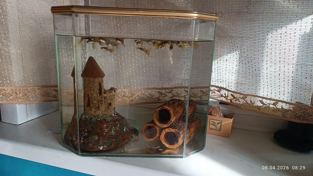 Аквариум с рыбками