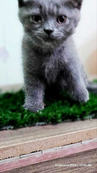 Кошка шотландский