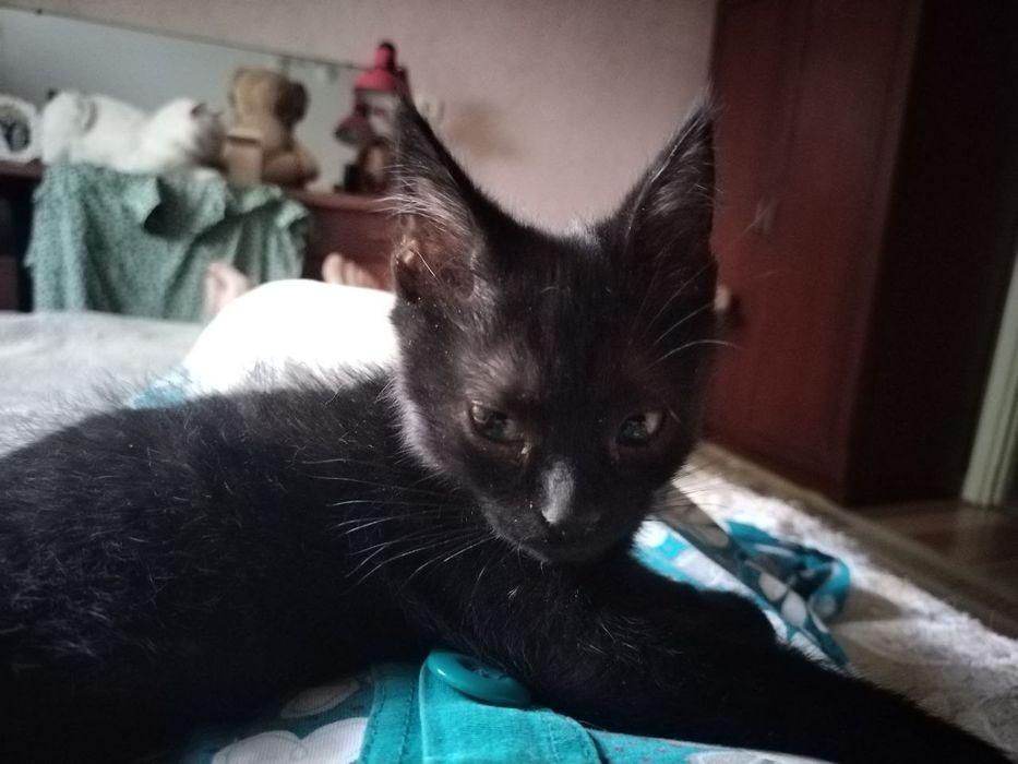 Котёнок в добрые руки