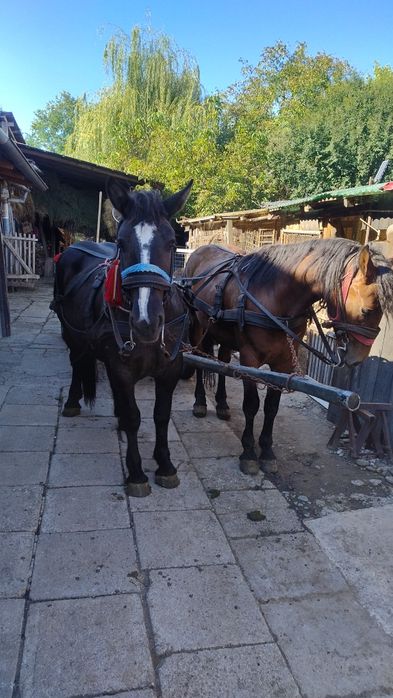 Vând mânză de 2 ani