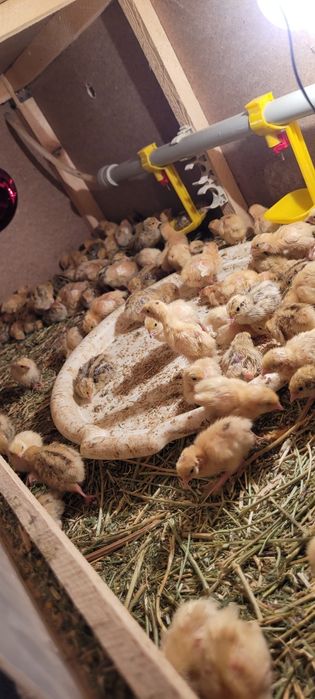 Бөдене техас манжур