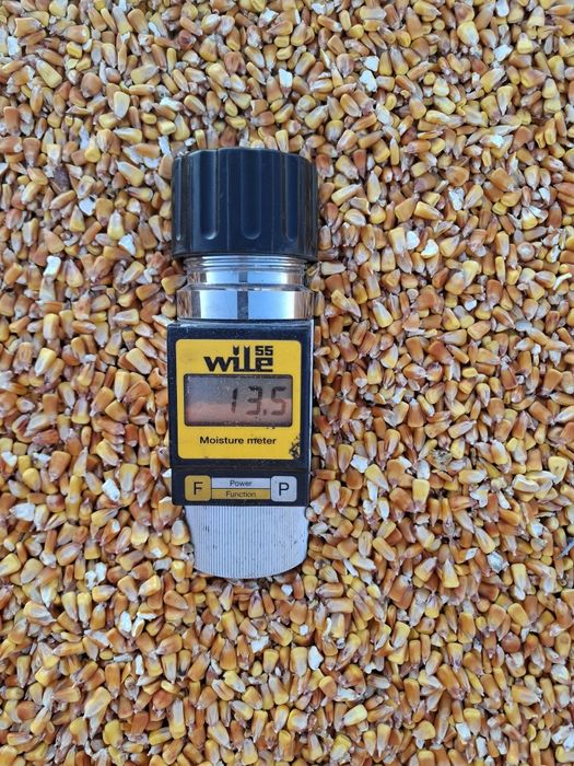 Vând porumb ,Boabe .