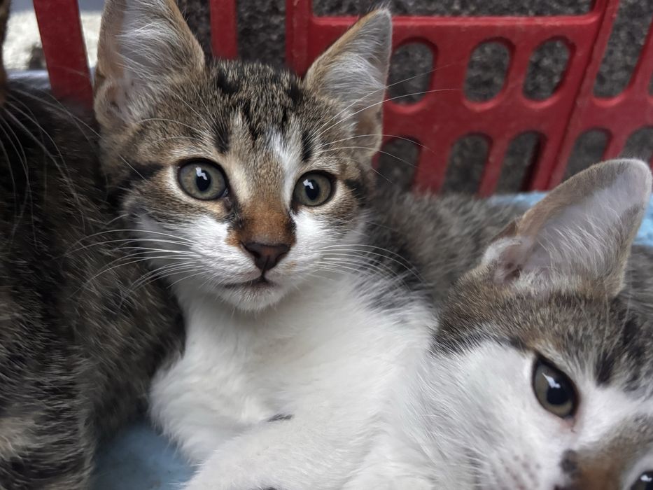 adopție 3 pui de pisică (2 luni)