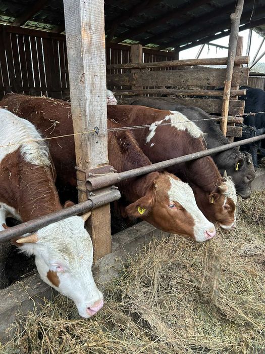 Vand 11 vitei, 4 baltata romaneasca, 11 angus