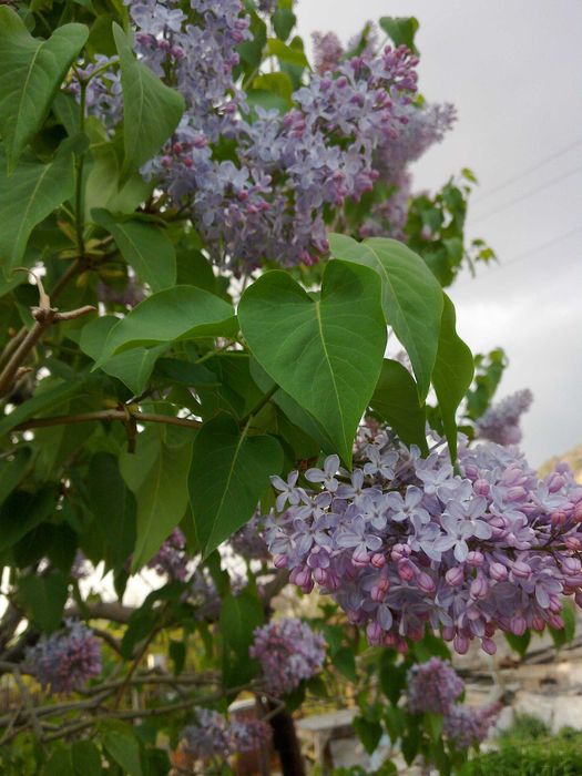 продам дачу, первая береговая линия