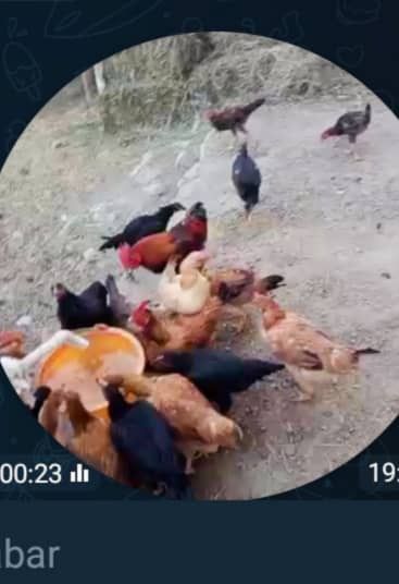 Tovuq bolalari bilan