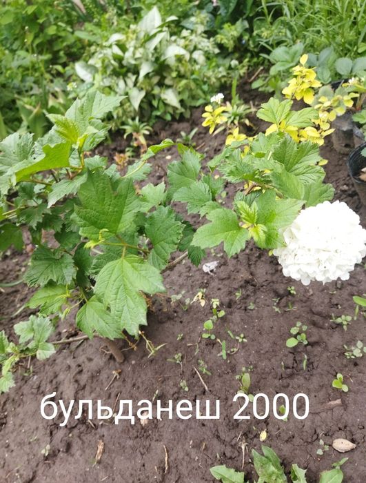 Продам цветы многолетний