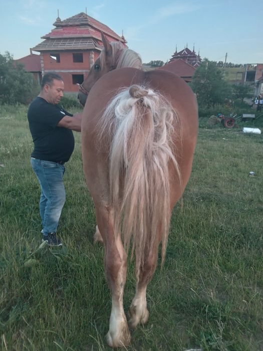 Mînz de un anii si 2 luni