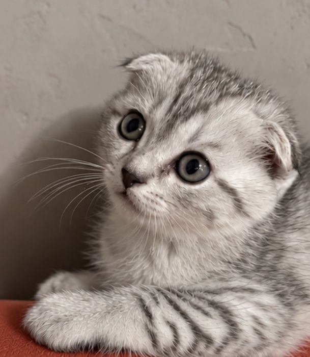 Вислоухий шотландский котенок.
