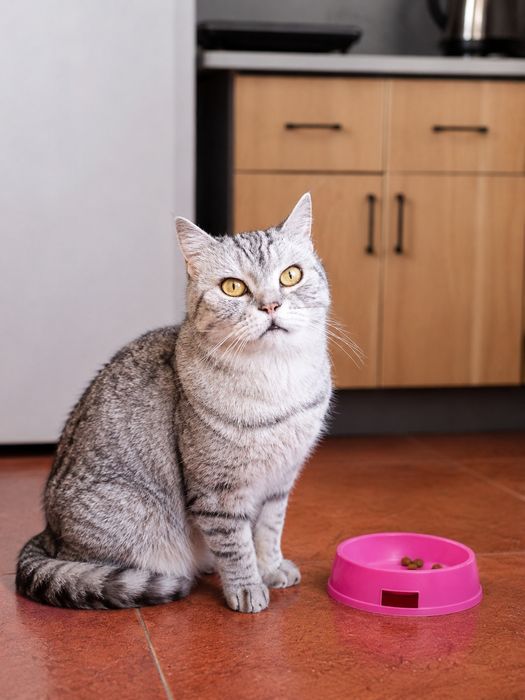 Шикарный котик Британец