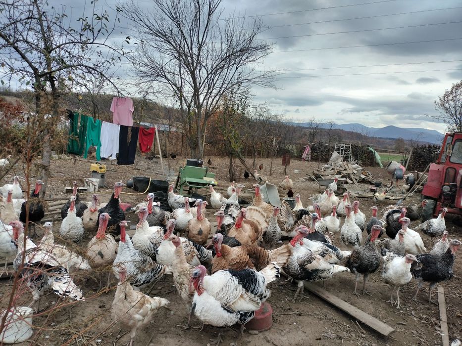 Vând curcani grași de casă