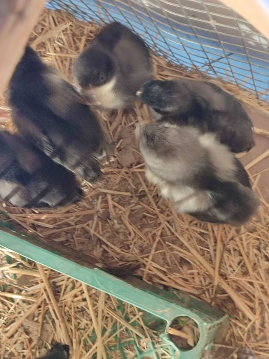 Цыплята джерсииский гигант