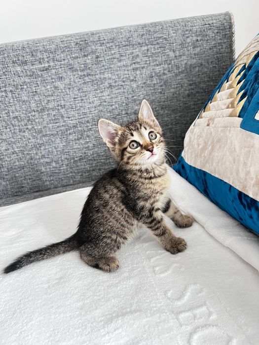 Котёнок  маленький мальчик