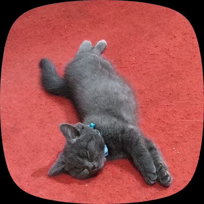 Скоттиш фолд 3 ойлик