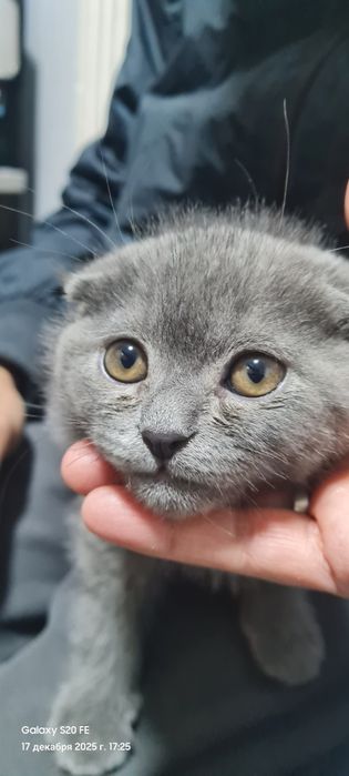 Жуда хам аклли угил мушукча сотилади