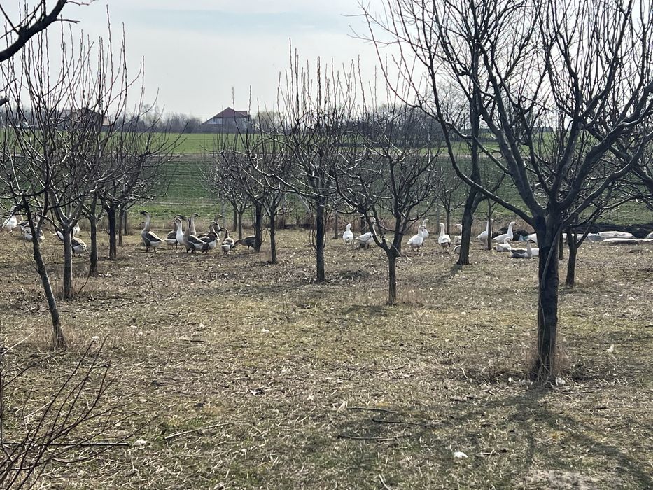 Oua de gasca pentru incubat