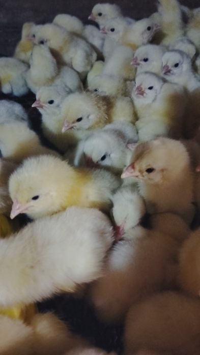Продам бройлерных цыплят