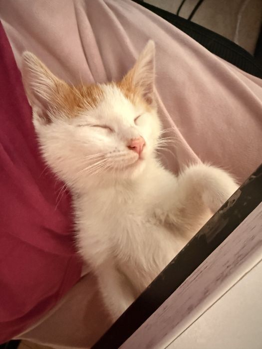 Коте мъжко търси дом