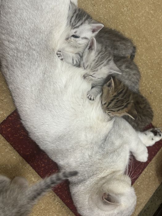 Продаются очаровательные котята!