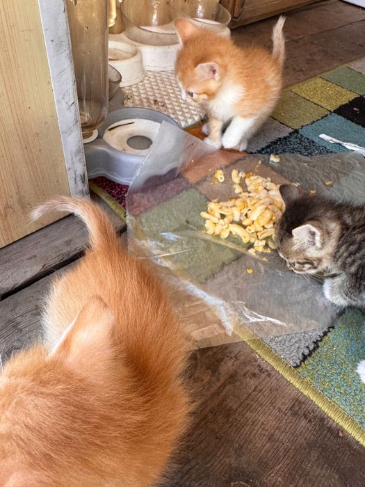 Отдам котят бесплатно