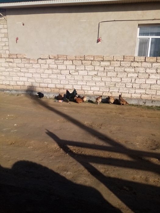 Куры(таук) сатылады