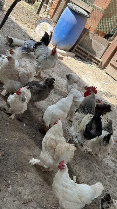 Продам курей и индоуток