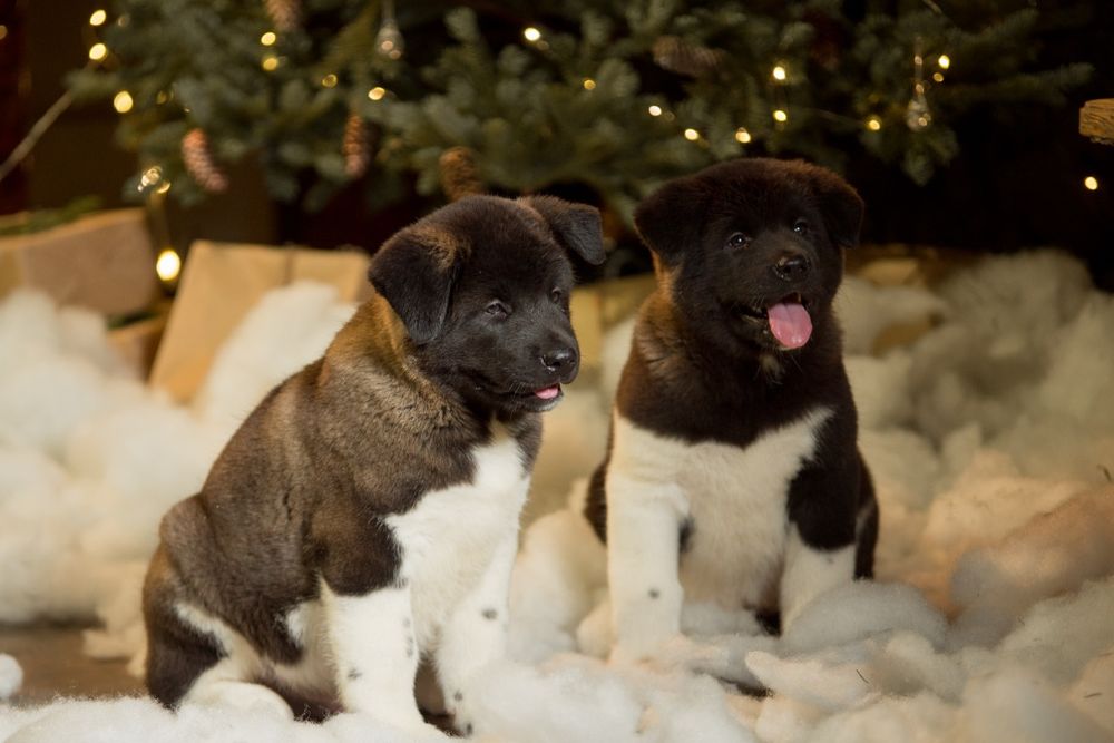 Элитные щенки Американской Акиты