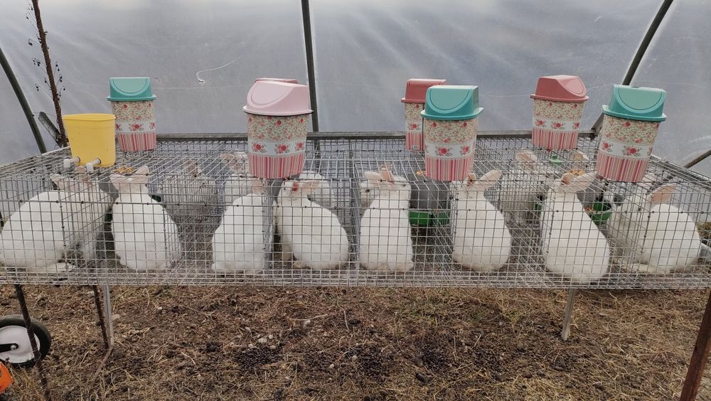 Vând femele mature de iepue  Pannon