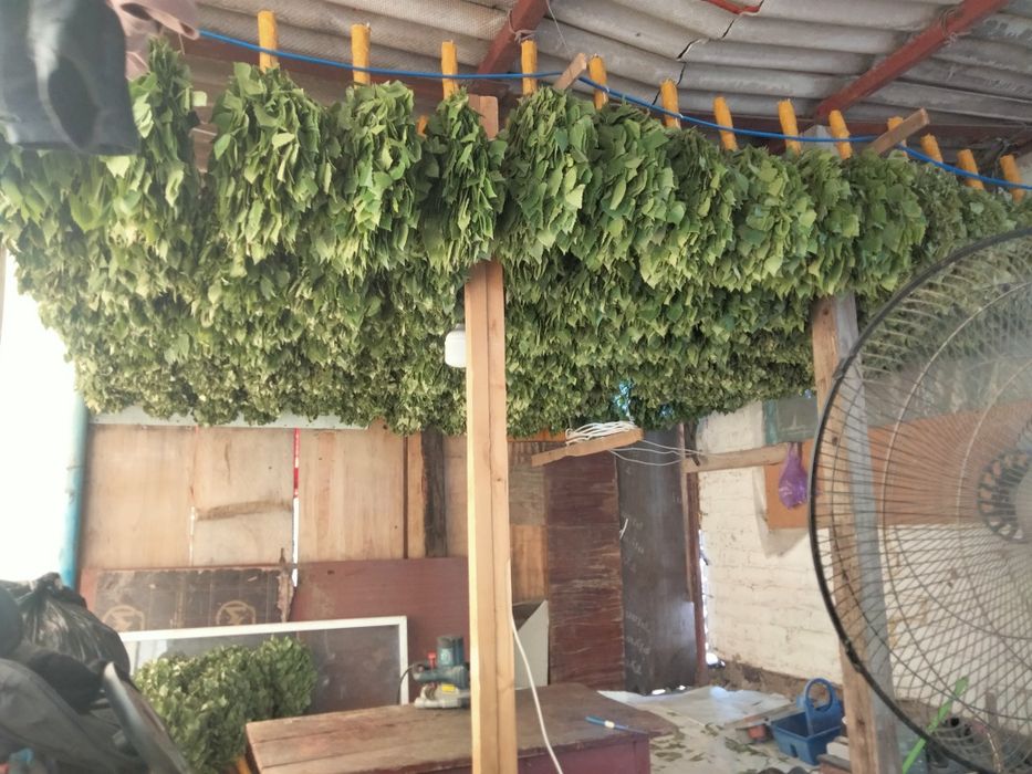 продам веники берёзовые