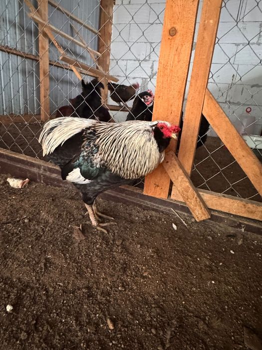 Vand Oua Playmoth Rock Barat , Marans , Araucana , Australorp Alb