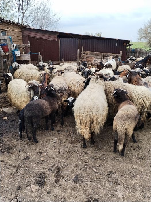 Oii disponibile în Cornu Dolj