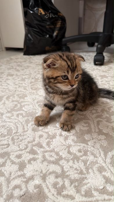 Шотландский котик