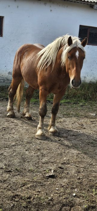 Armăsar comtois 3 ani