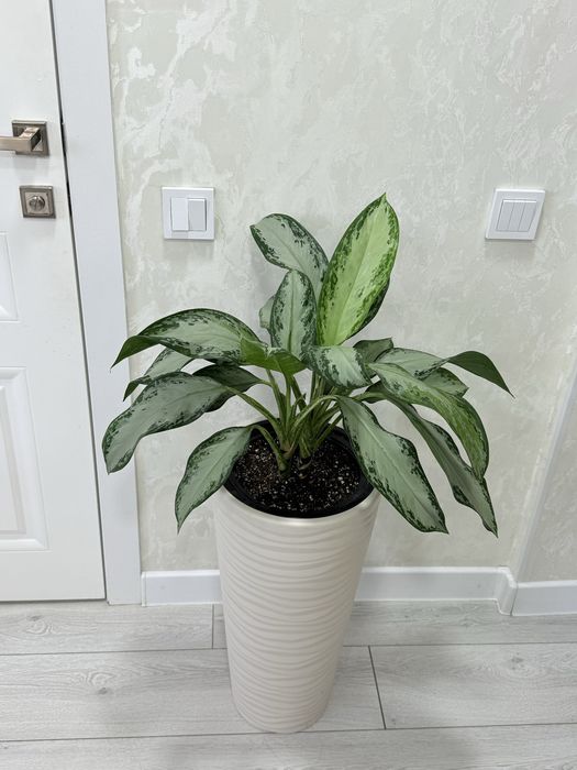 Аглаонема в напольном кашпо