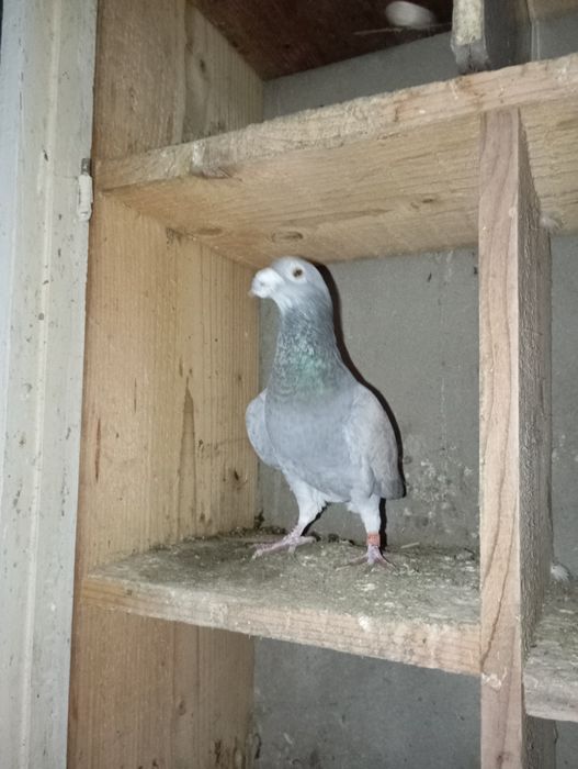 Vând porumbei voiajori