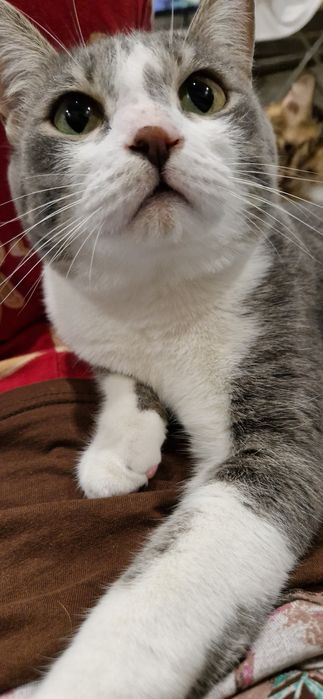 Помогите Пропал Кот