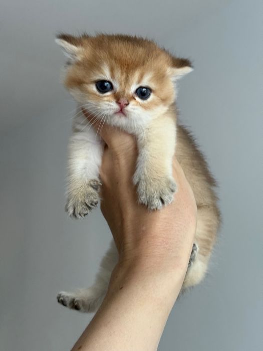Малки британски котета