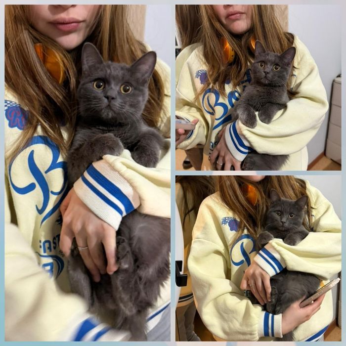 Мальчик британский 4-5 месяцев подросток