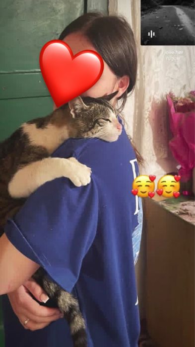 Pisoi/ motan spre donatie