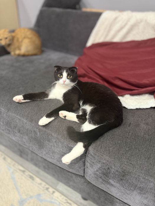 Котенок девочка ищет семью