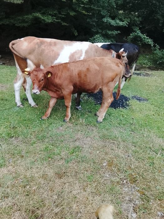 De vânzare vaci cu vitai .foarte blinde bune de lapte  .se dau și separat sunt 3 vaci și 3 vitai . pretu este de 13500 pe bucata adca vaca cu vitel