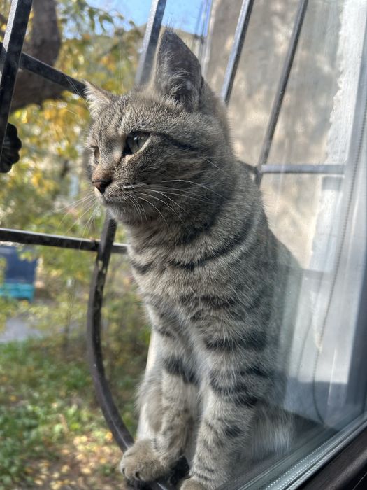 Отдам кошку в добрые руки