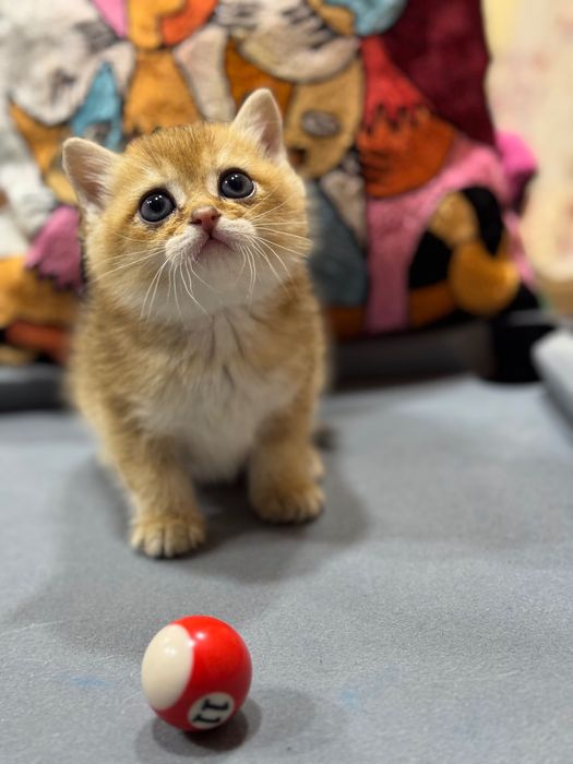 Продаются котята британ и фолд