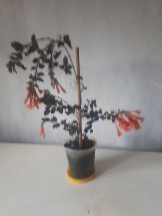 Продам цветок фуксию  Thalia